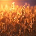 朋友圈带图片避免只显示一行苹果手机,朋友圈带图片不能只显示一行-王都虎